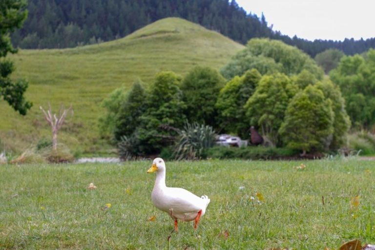 Photo of property in 61 Waikupa Road, Okoia, Whanganui, 4582