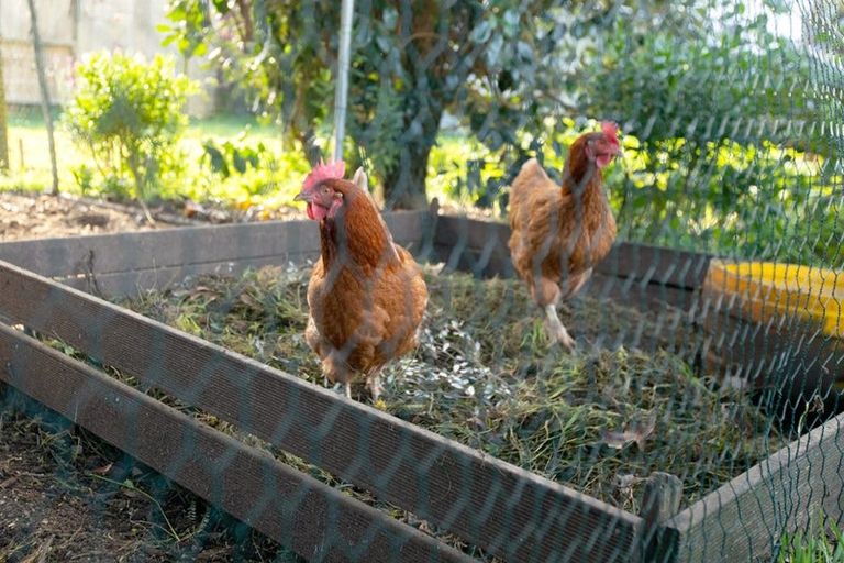 Photo of property in 23 George Street, Morrinsville, 3300