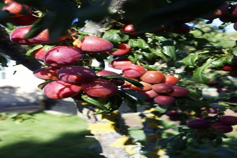 Photo of property in 15 Ormandy Court, Amberley, 7410