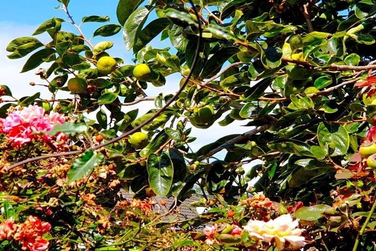 Photo of property in 26 Omagh Avenue, Papatoetoe, Auckland, 2025