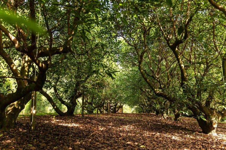 Photo of property in 80 Tuapiro Road, Tahawai, Katikati, 3170