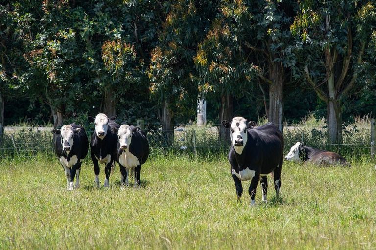 Photo of property in 56 Dukes Road South, Mosgiel, 9092