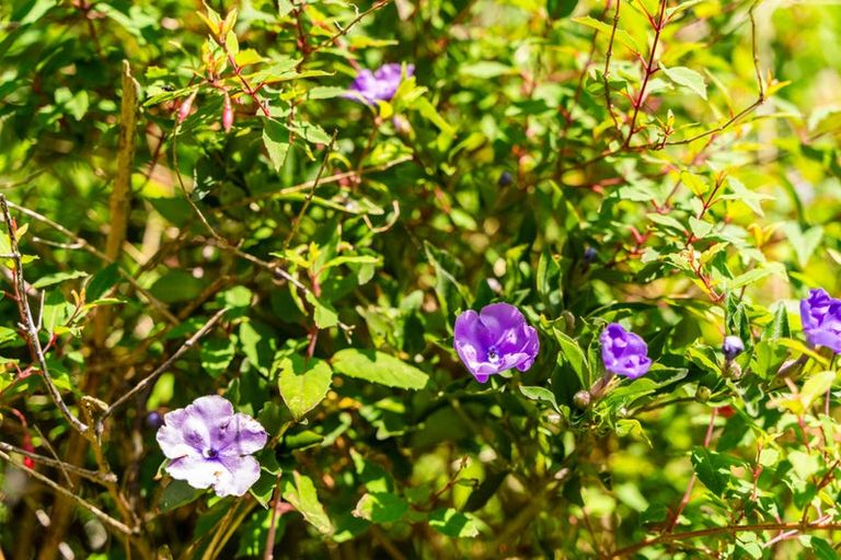 Photo of property in 102 Freyberg Road, Ruawai, 0530