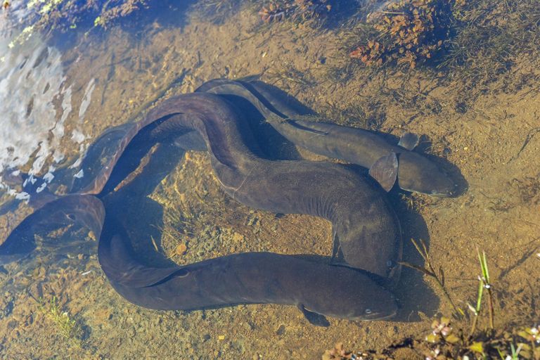 Photo of property in 807 Te Mata Road, Raglan, Te Mata, 3895