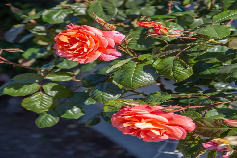 Photo of property in 2/4 Quinton Place, Bishopdale, Christchurch, 8053