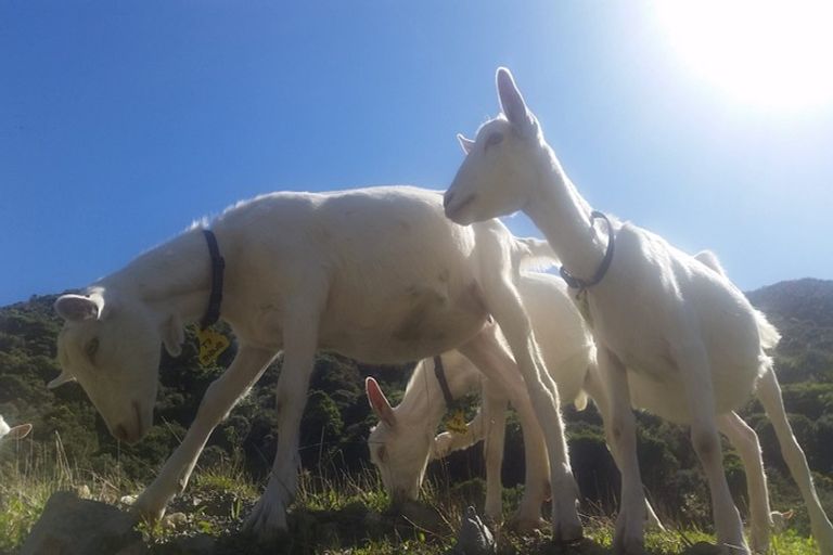 Photo of property in 260 Southernthread Road, Brooklyn, Wellington, 6021