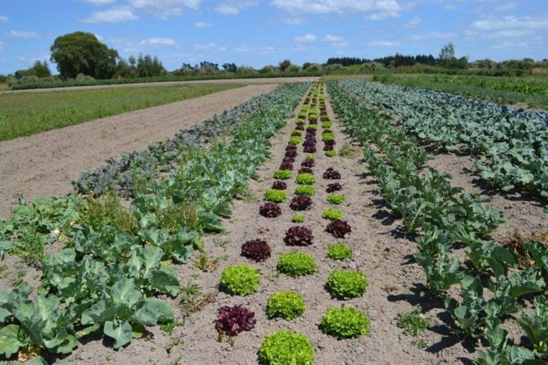 Photo of property in 80 Waikoruru Road, Tuahiwi, Kaiapoi, 7691