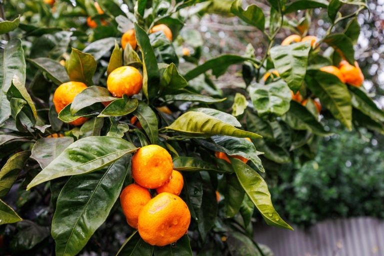 Photo of property in 18 Snowdon Avenue, Terrace End, Palmerston North, 4410