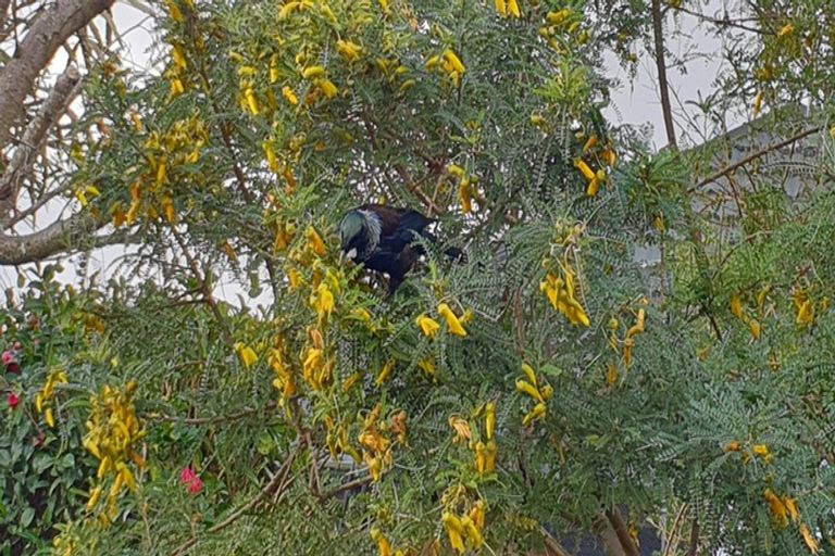 Photo of property in 9a Mistral Place, Paraparaumu Beach, Paraparaumu, 5032