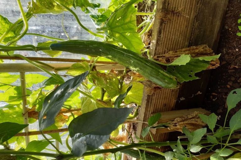 Photo of property in 11 Henderson Street, Mornington, Dunedin, 9011