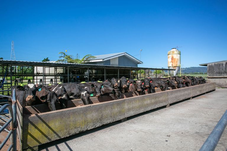 Photo of property in 372 Victoria Road, Pukemoremore, Cambridge, 3493