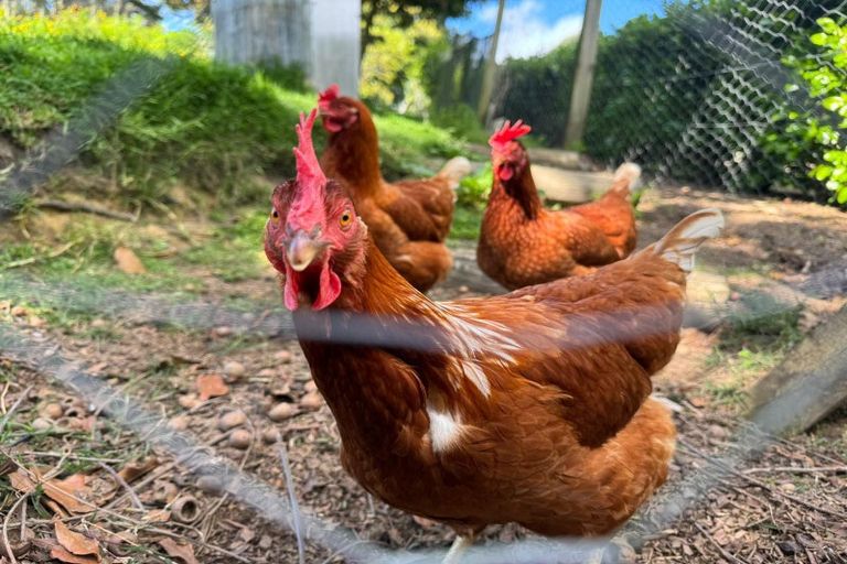 Photo of property in 17 Wallace Place, Tauriko, Tauranga, 3110