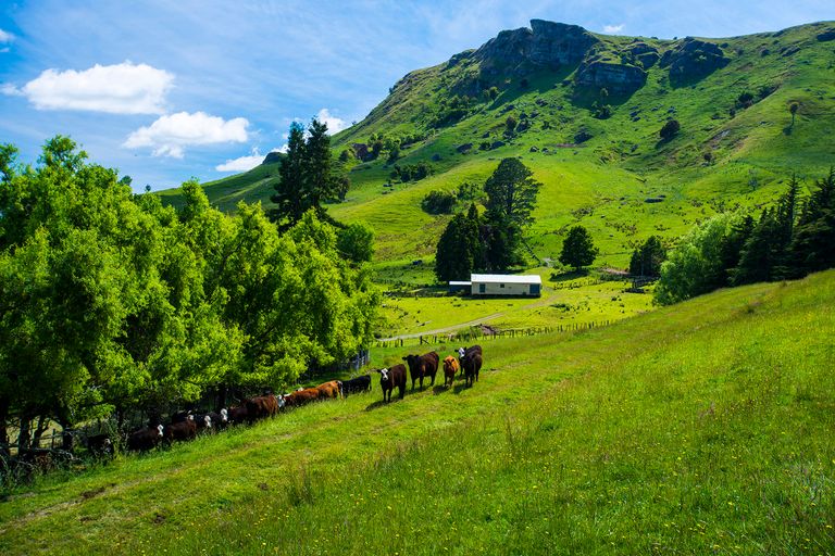 Photo of property in 240 Rockhill Road, Waerengaokuri, Manutuke, 4072