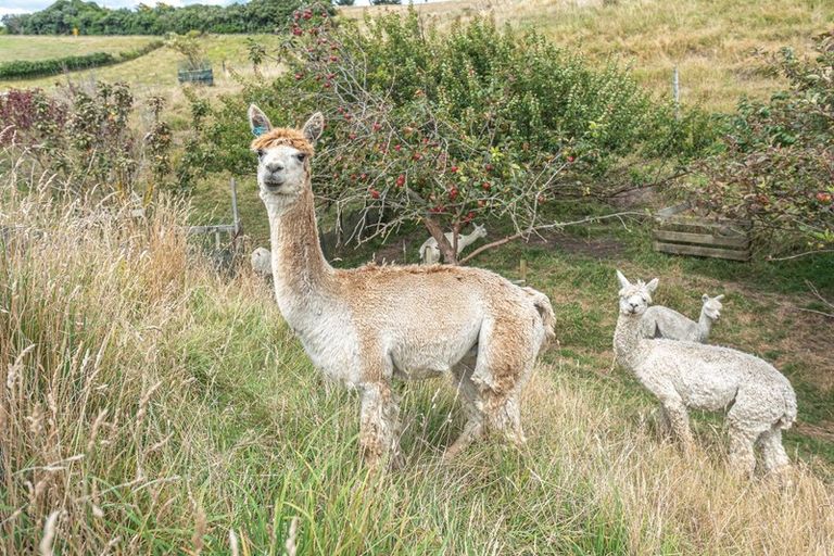 Photo of property in 894b Rapanui Road, Kai Iwi, Whanganui, 4574