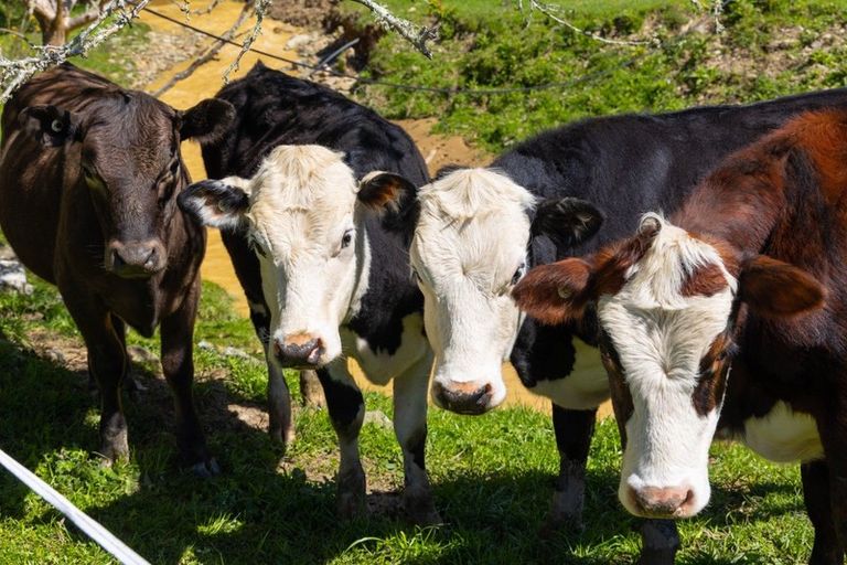 Photo of property in 216 Para Road, Koromiko, Blenheim, 7273