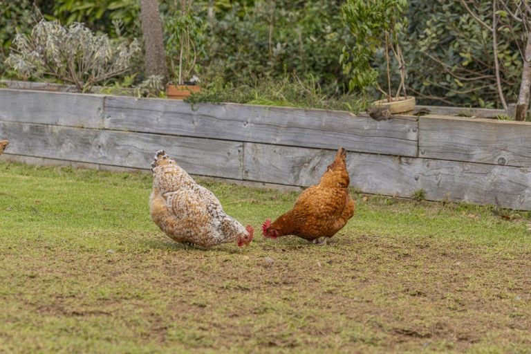 Photo of property in 899f Purangi Road, Cooks Beach, Whitianga, 3591