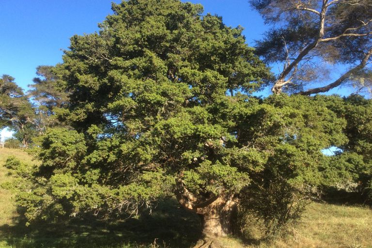 Photo of property in 88 Caie Road, Mangatawhiri, 2471