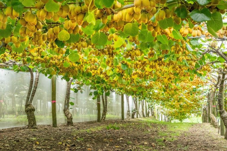 Photo of property in 215 Ongare Point Road, Tahawai, 3170