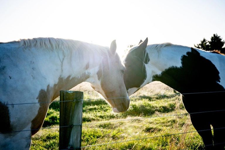 Photo of property in 26 Riverlea Downs, Broadlands, Reporoa, 3081