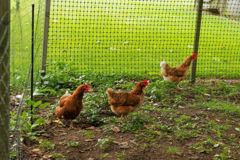 Photo of property in 52e Loop Road, Minden, Tauranga, 3176