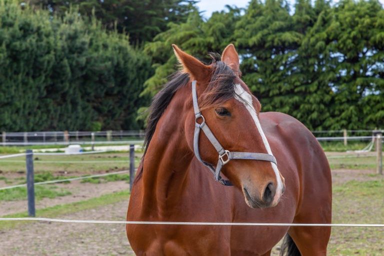 Photo of property in 14 Rakero (pvt) Lane, Fernside, 7471