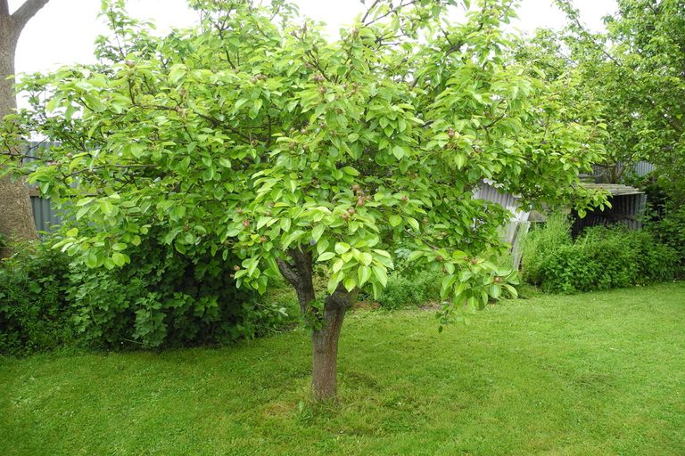 Photo of property in 56 Rhodes Street, Waimate, 7924