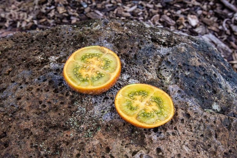 Photo of property in 304 Mangakahia Road, Maungatapere, Whangarei, 0179