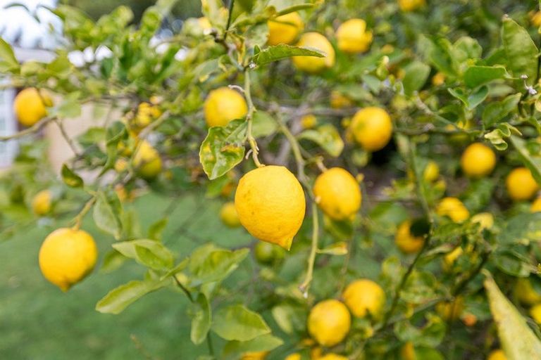 Photo of property in 29a Doment Crescent, Orewa, 0931