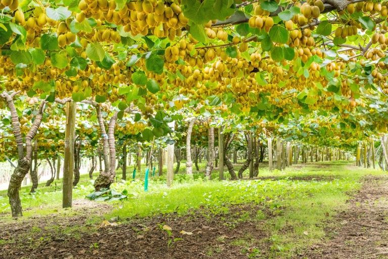 Photo of property in 215 Ongare Point Road, Tahawai, 3170