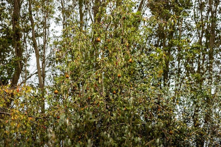 Photo of property in 108 Mangapapa Road, Ohingaiti, Hunterville, 4783