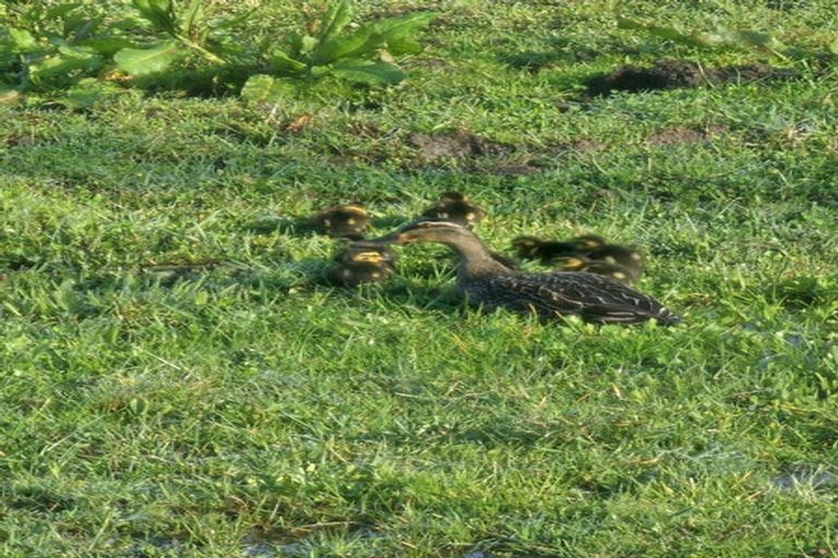 Photo of property in 10 O'brien Road, Rotokauri, Hamilton, 3289