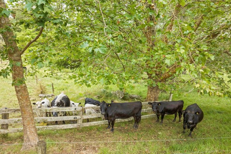 Photo of property in 31 Plane Tree Lane Lane, Ruatangata West, 0185