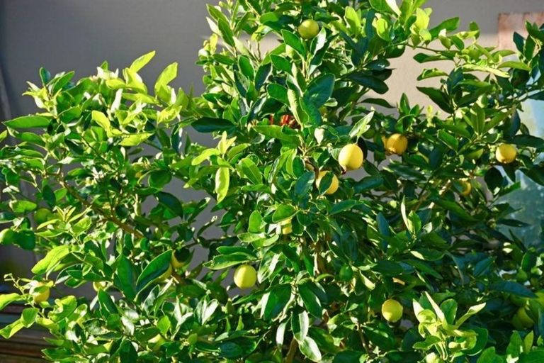 Photo of property in 4 Tokoroa Road, Tairua, 3508