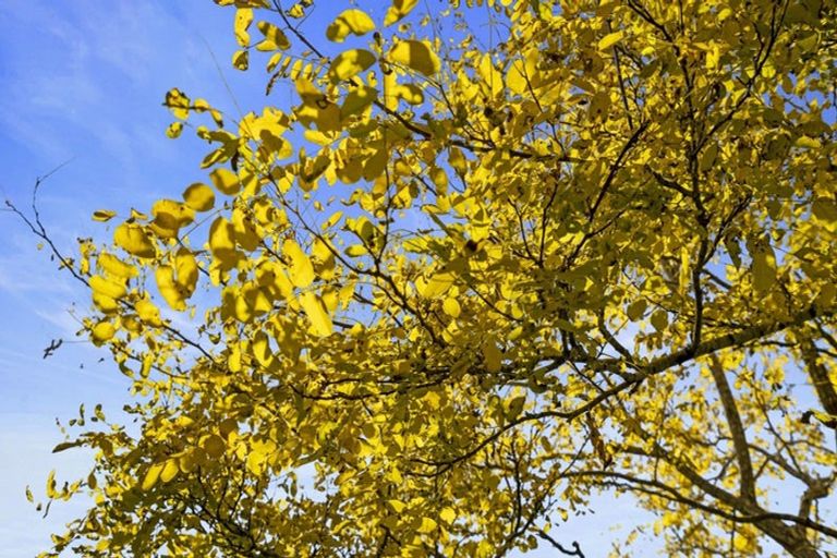 Photo of property in 91 Travers Road, Te Kauwhata, 3782