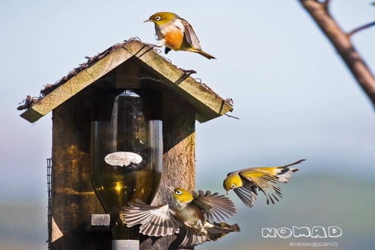 Photo of property in 62 Hicks Road, Maungatautari, Cambridge, 3494