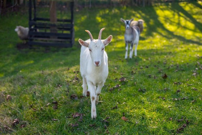 Photo of property in 105 Rosebanks Drive, Tamahere, Hamilton, 3283