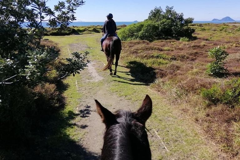 Photo of property in 109 Mimiha Ridge Road, Matata, Whakatane, 3194