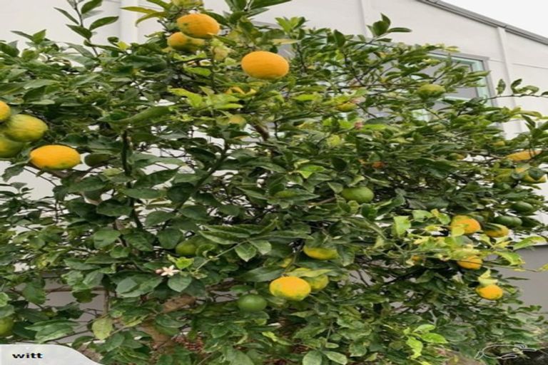 Photo of property in 1/645 Swanson Road, Swanson, Auckland, 0612