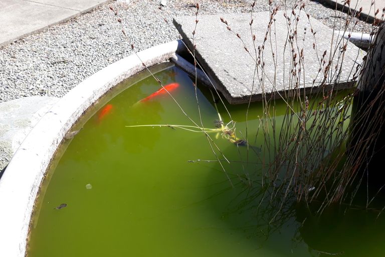 Photo of property in 10 Hayhurst Street, Temuka, 7920