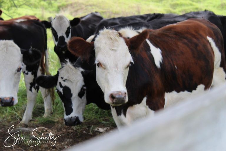 Photo of property in 215c Heatley Road, Whakapirau, 0583