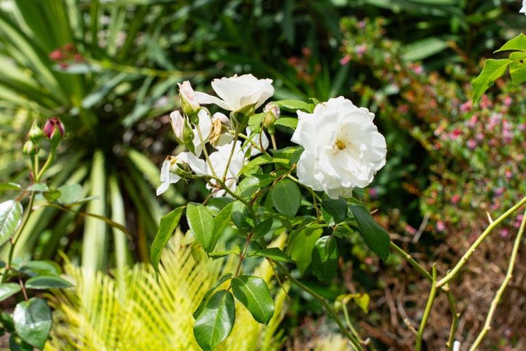 Photo of property in 31a Cockburn Street, Onerahi, Whangarei, 0110