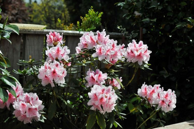 Photo of property in 222a Rifle Range Road, Tauhara, Taupo, 3330