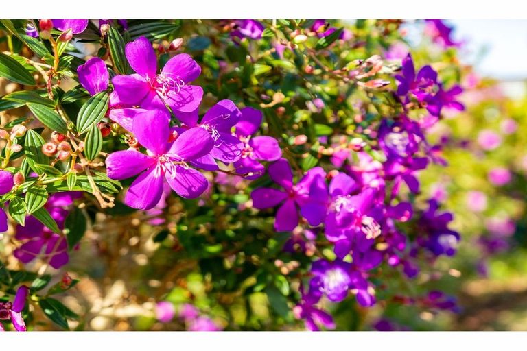 Photo of property in 9 Herons Lane, Mangawhai, 0505