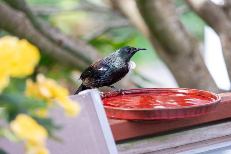 Photo of property in 13 Dowman Place, Te Puke, 3119