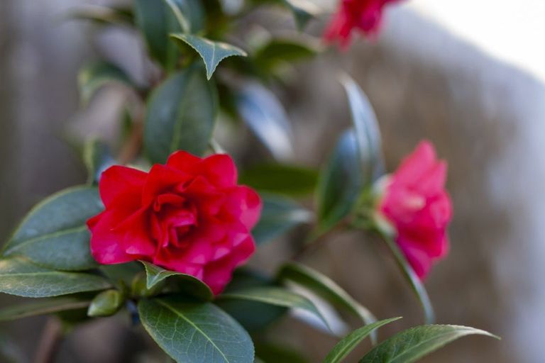 Photo of property in 40 Hadleigh Court, Paraparaumu, 5032