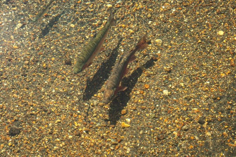 Photo of property in 216 Mangaroa Street, Tokaanu, Turangi, 3381