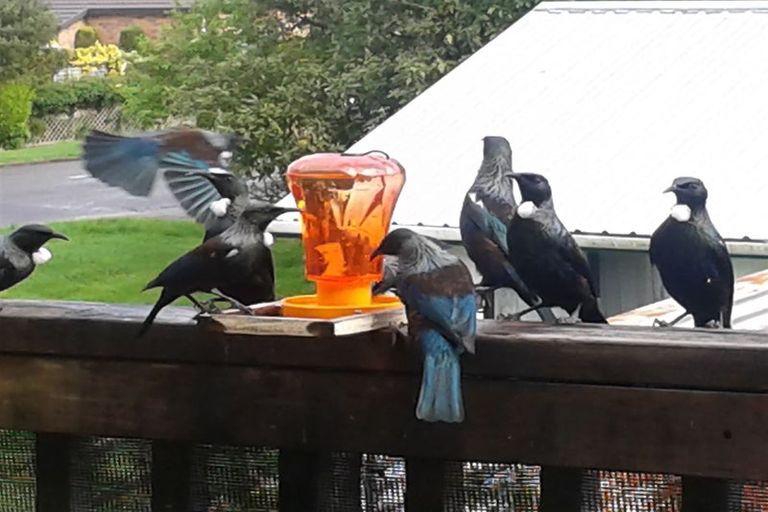 Photo of property in 46 Tutanekai Street, Paraparaumu, 5032