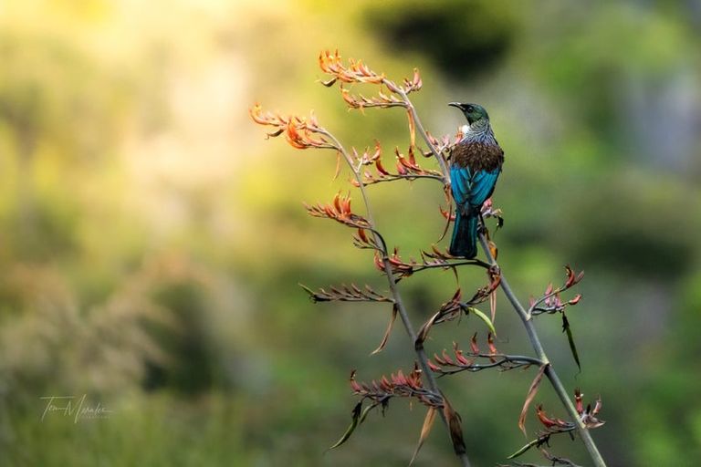 Photo of property in 90 Ardern Avenue, Stanmore Bay, Whangaparaoa, 0932