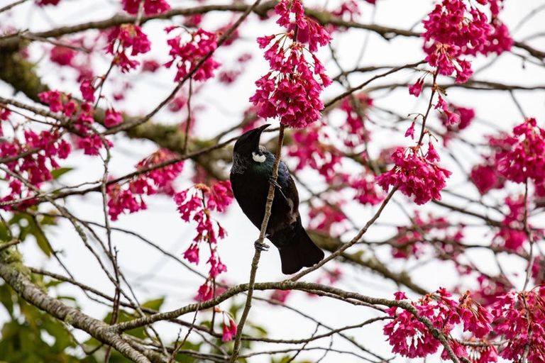 Photo of property in 65 Waingaro Road, Ngaruawahia, 3720