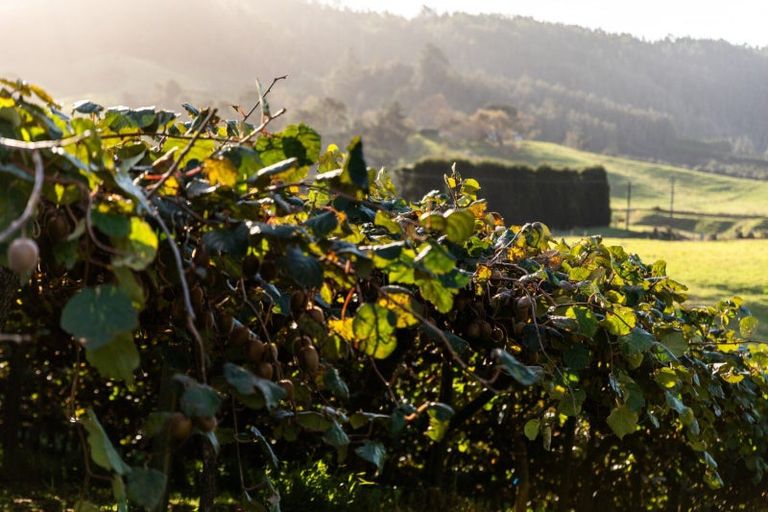 Photo of property in 910 State Highway 2, Tanners Point, Katikati, 3177